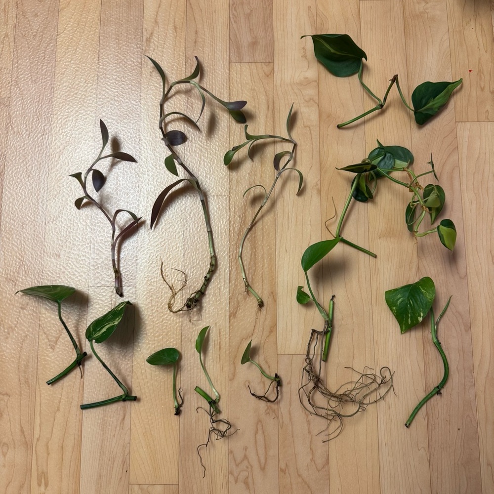 12 Assorted Plant Cuttings